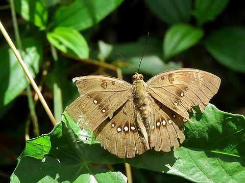 Great Marquis -  Bassarona dunya                                 Bassarona dunya,Borneo,Brunei,Butterfly,Great Marquis
