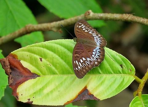 Butterfly - Tanaecia aruna triratna                                 Borneo,Brunei,Butterfly,Tanaecia aruna,Tanaecia aruna triratna
