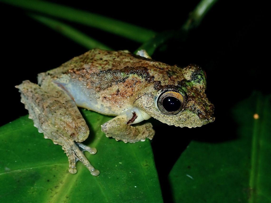 Frilled Tree Frog - Kurixalus chaseni  Borneo,Brunei,Frilled Tree Frog,Frog,Kurixalus chaseni