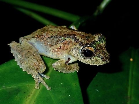 Frilled Tree Frog - Kurixalus chaseni  Borneo,Brunei,Frilled Tree Frog,Frog,Kurixalus chaseni