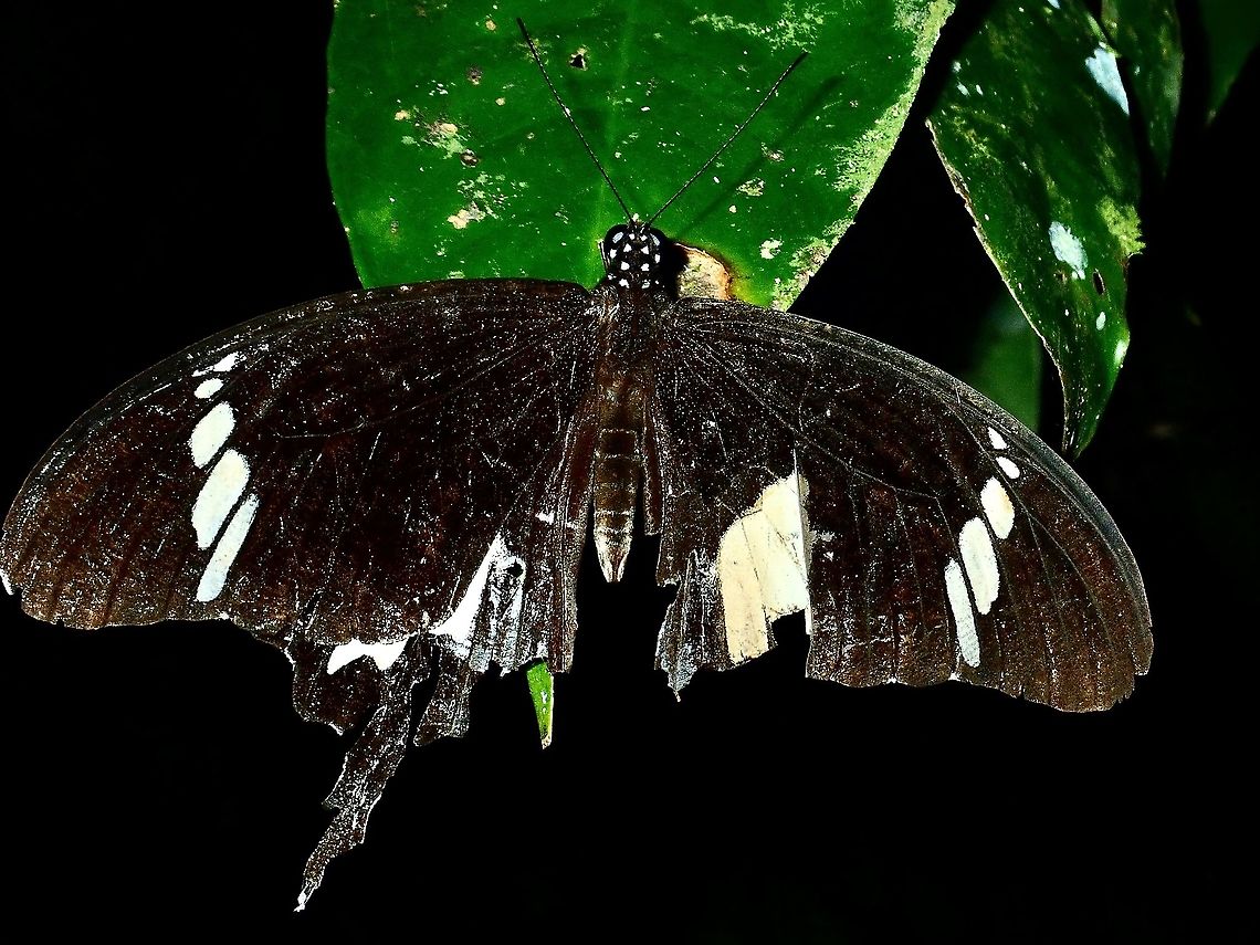Black-and-White Helen Swallowtail  Black-and-White Helen Swallowtail,Borneo,Brunei,Butterfly,Papilio nephelus