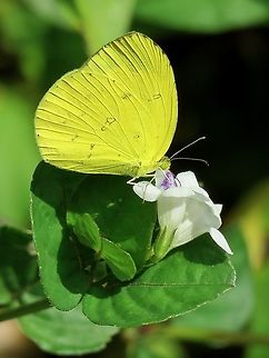 Common Grass Yellow Borneo,Brunei,Butterfly,Common Grass Yellow,Eurema hecabe
