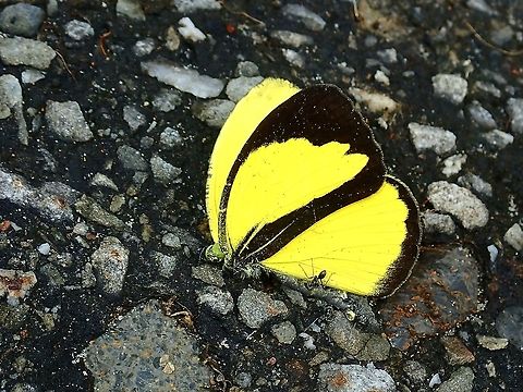 Malayan Grass Yellow - Eurema nicevillei  Borneo,Brunei,Butterfly,Eurema nicevillei,Malayan Grass Yellow