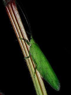 Katydid - Chondroderella borneensis  Borneo,Brunei,Chondroderella borneensis,Katydid