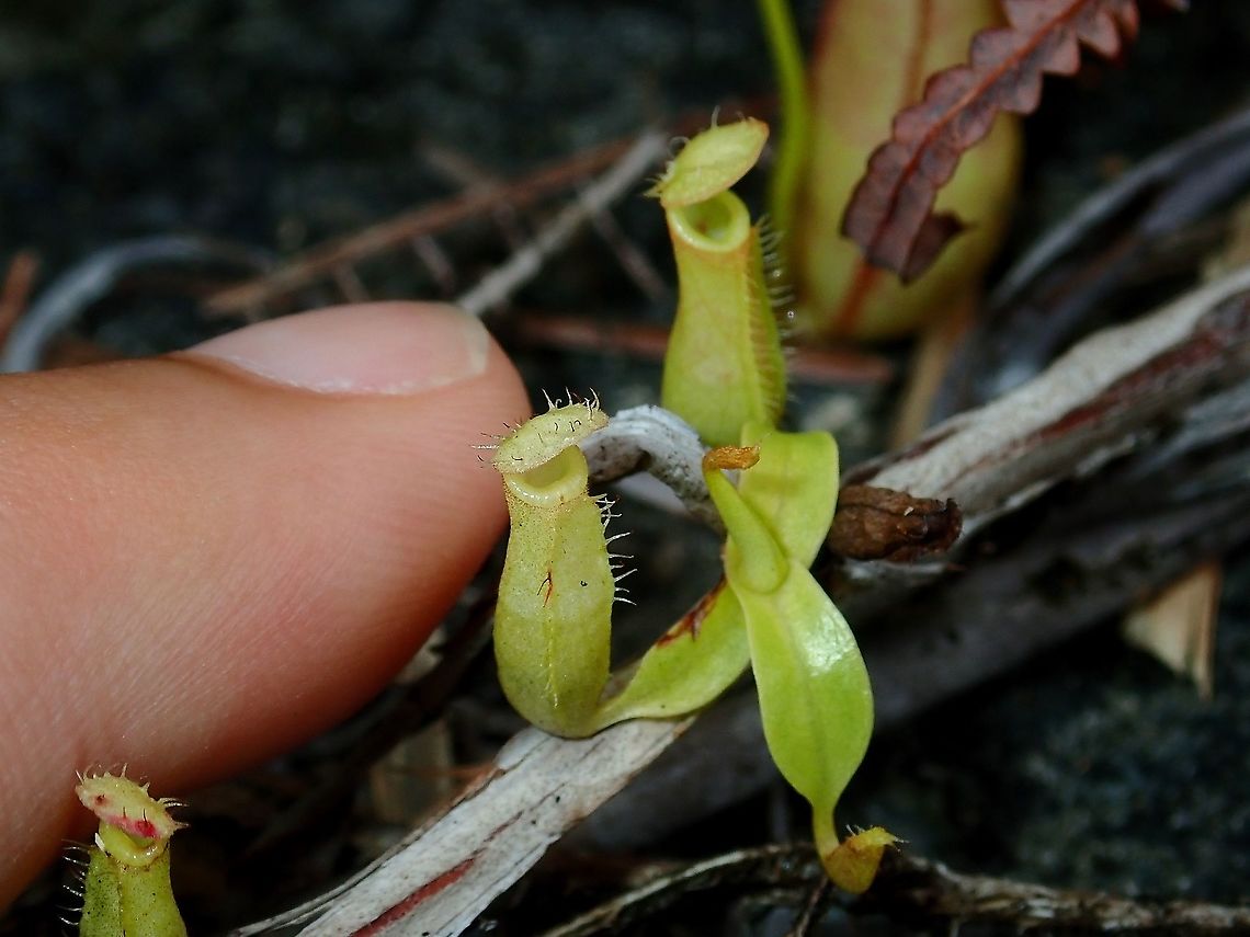 Miniature Nepenthes Saw this cluster of Miniatures among the regular sized Nepenthes gracilis - Slender Pitcher Plant.<br />
Not sure if the tiny ones will grow bigger or they remain tiny in size. Borneo,Brunei,Nepenthes,Nepenthes gracilis,Pitcher Plant,Slender Pitcher-Plant