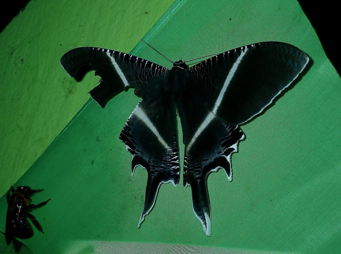 Moth - Lyssa menoetius  Borneo,Brunei,Lyssa menoetius,Moth