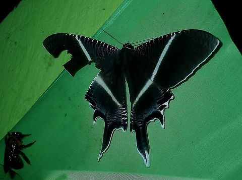 Moth - Lyssa menoetius  Borneo,Brunei,Lyssa menoetius,Moth