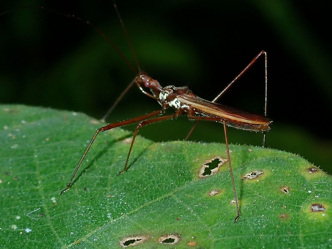 Assassin Bug - Euagoras sordidatus  Assassin Bug,Borneo,Brunei,Euagoras sordidatus