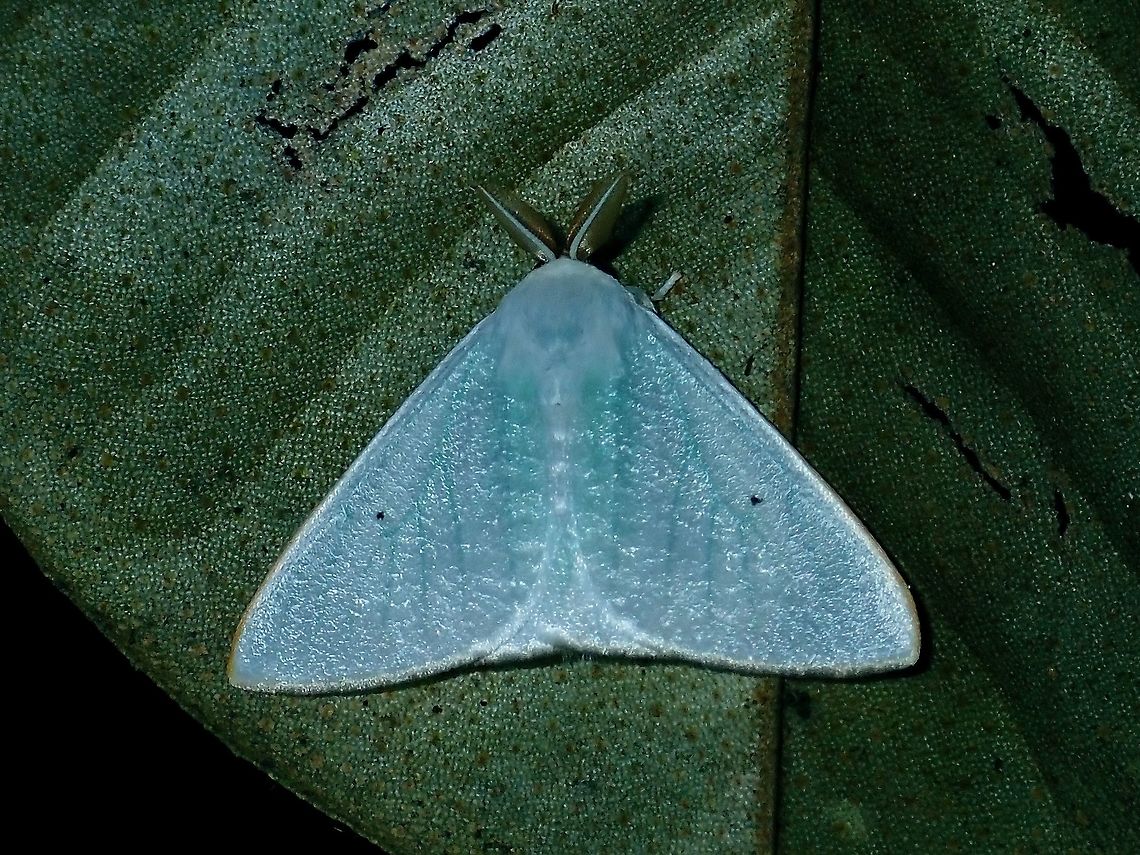 Moth - Leucoma ochripes  Borneo,Brunei,Leucoma ochripes,Moth