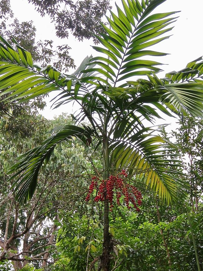 Palm Tree - Ptychosperma macarthurii                                 Betel,Borneo,Brunei,Fruit,Plant,Ptychosperma macarthurii,Tree