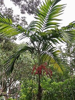 Palm Tree - Ptychosperma macarthurii                                 Betel,Borneo,Brunei,Fruit,Plant,Ptychosperma macarthurii,Tree