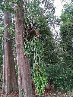 Stag Horn Fern - Platycerium coronarium                                 Borneo,Brunei,Fern,Platycerium coronarium,Staghorn Fern