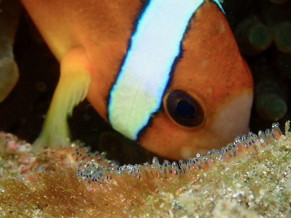 Mum looking after Babies Mother Nemo looking after her nearly hatching babies. Amphiprion chrysopterus,Anemonefish,Fish,Nemo,Orange-fin anemonefish,Tahiti