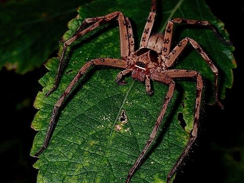Huntsman Spider - Heteropoda venatoria  French Polynesia,Heteropoda venatoria,Huntsman Spider,Spider,Tahiti