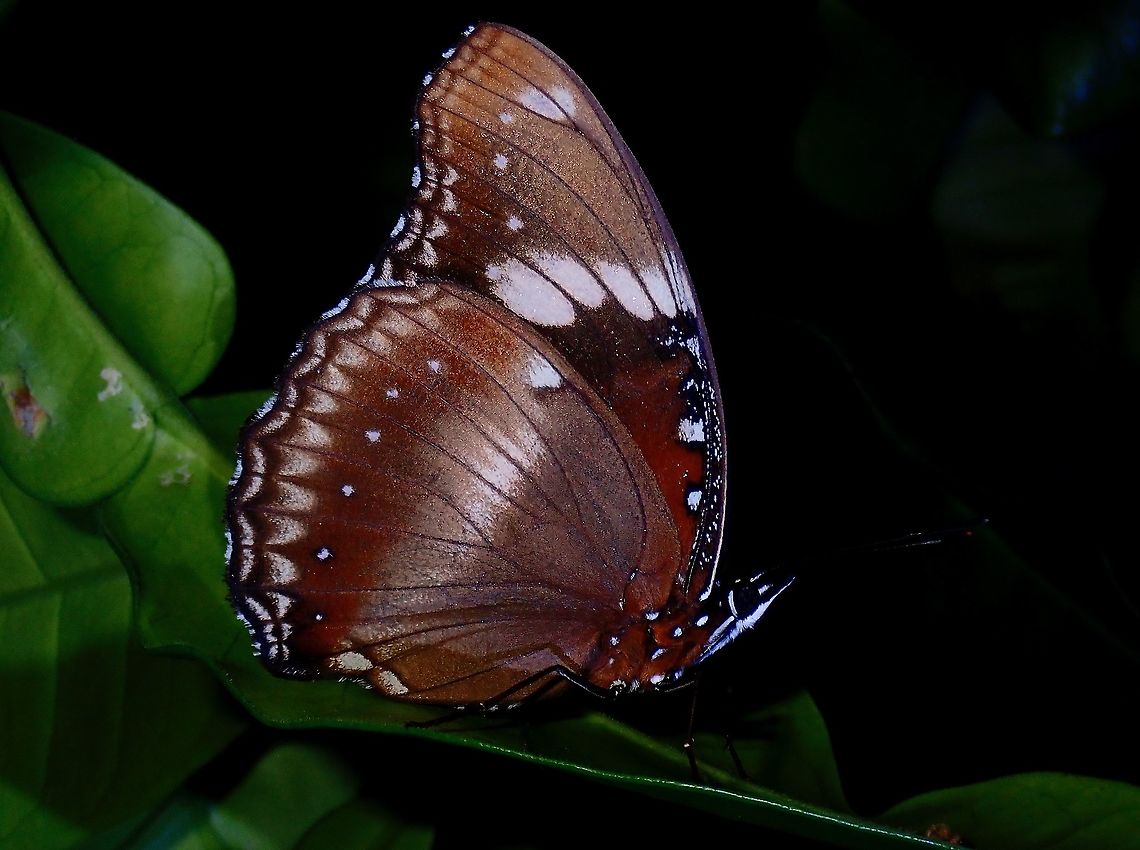 Great Eggfly -  Hypolimnas bolina  Butterfly,French Polynesia,Great Eggfly,Hypolimnas bolina,Tahiti