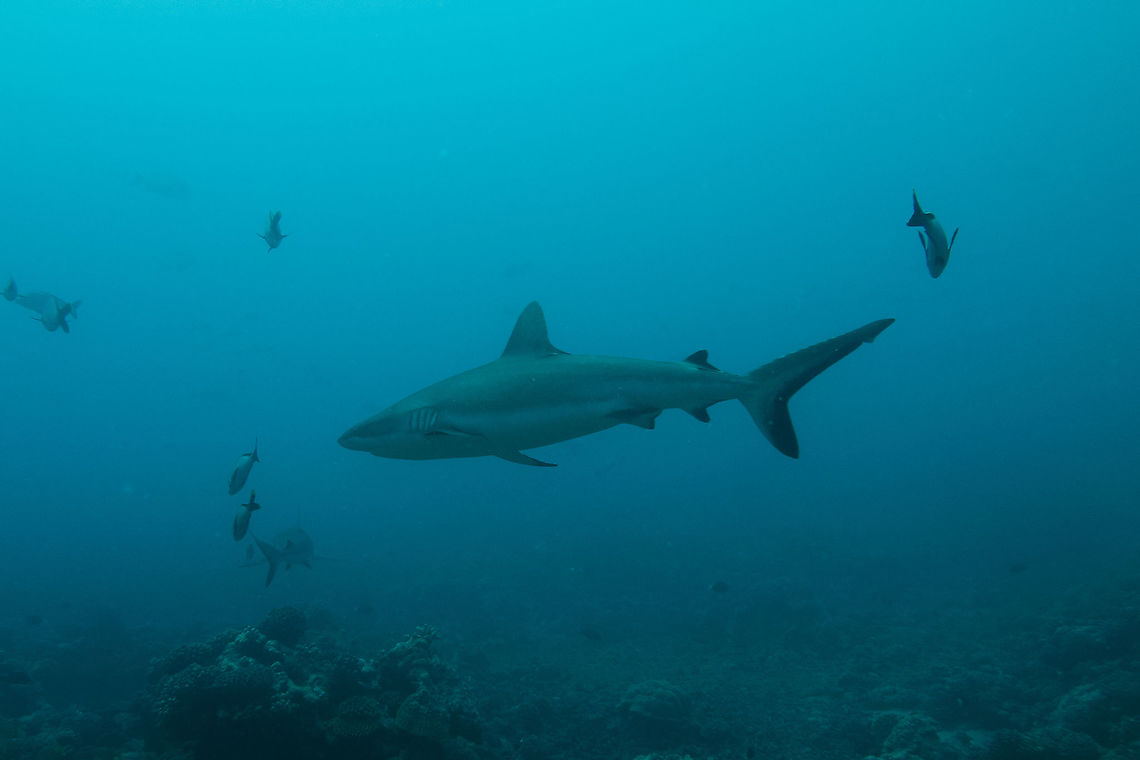 Grey Reef Shark - Carcharhinus amblyrhynchos  Carcharhinus amblyrhynchos,Fish,French Polynesia,Grey Reef Shark,Shark,Tahiti