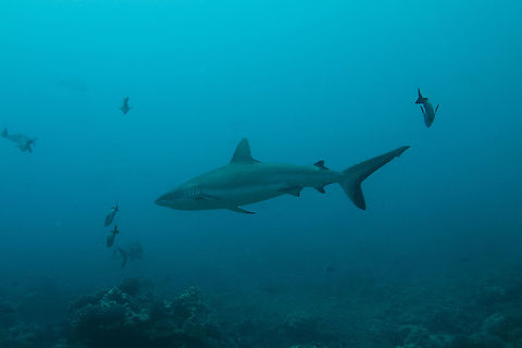 Grey Reef Shark - Carcharhinus amblyrhynchos  Carcharhinus amblyrhynchos,Fish,French Polynesia,Grey Reef Shark,Shark,Tahiti