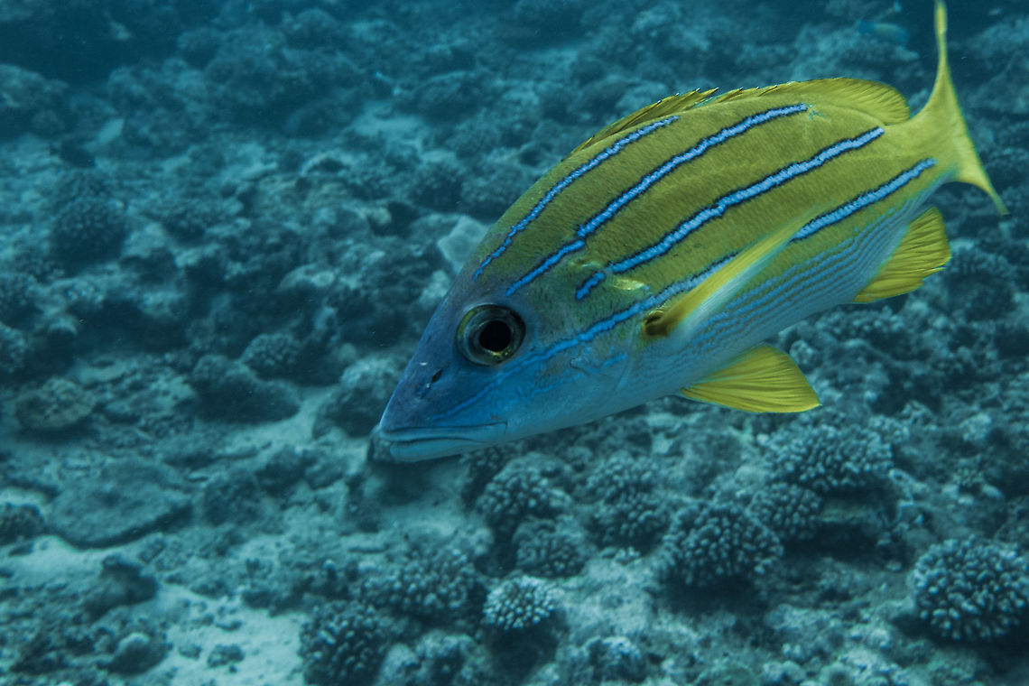Blue-Lined Snapper - Lutjanus kasmira  Bluestripe snapper,Fish,French Polynesia,Lutjanus kasmira,Snapper,Tahiti