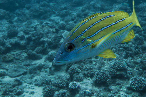 Blue-Lined Snapper - Lutjanus kasmira  Bluestripe snapper,Fish,French Polynesia,Lutjanus kasmira,Snapper,Tahiti