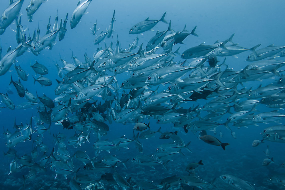 Schooling Jacks - Caranx sexfasciatus  Bigeye Trevally,Caranx sexfasciatus,Fish,French Polynesia,Jacks,Tahiti,Trevally