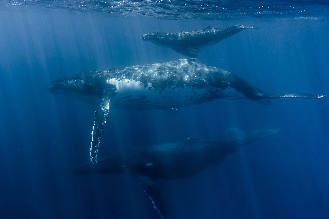 Happy Family Mother and Calf Humpback whale escorted by a male Humpback Whale.<br />
<br />
During our swim with them, we were able to hear the male Humpback whales singing, listen to him here :<br />
<br />
<section class="video"><iframe width="448" height="282" src="https://www.youtube-nocookie.com/embed/VZuGitxdtC0?hd=1&autoplay=0&rel=0" frameborder="0" allowfullscreen></iframe></section> French Polynesia,Humpback whale,Megaptera novaeangliae,Tahiti,Whale
