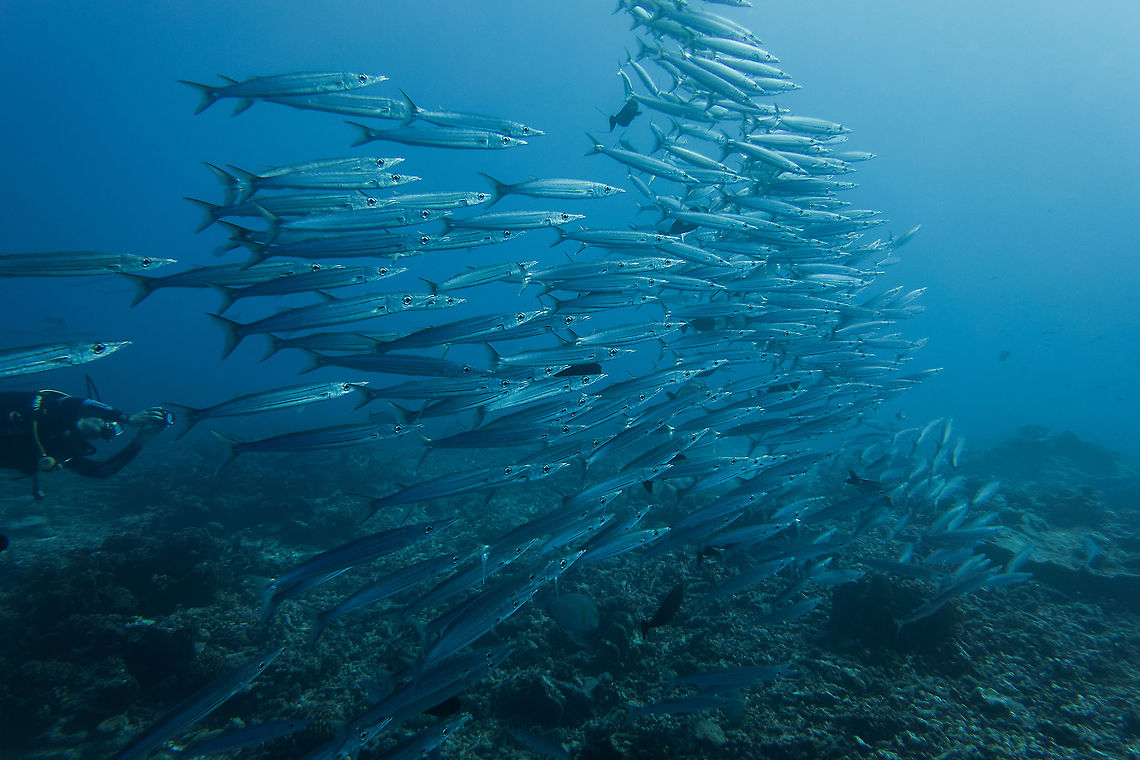 Heller's Barracuda - Sphyraena helleri  Barracuda,Fish,French Polynesia,Sphyraena helleri,Tahiti