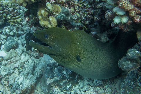 Giant Moray Eel - Gymnothorax javanicus  Fish,French Polynesia,Giant Moray,Gymnothorax javanicus,Moray,Moray Eel
