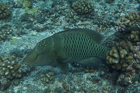 Napoleon Wrasse - Cheilinus undulatus  Cheilinus undulatus,Fish,French Polynesia,Humphead wrasse,Napoleon Wrasse,Tahiti,Wrasse