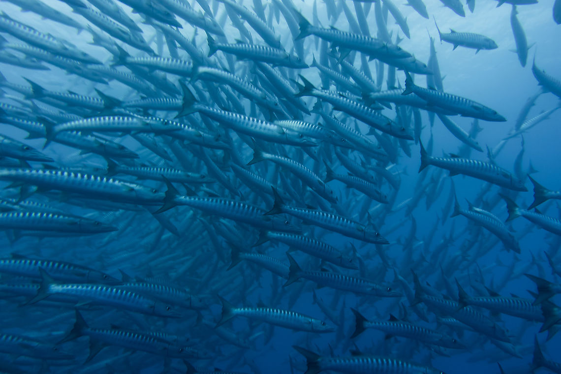 Schooling Chevron Barracuda - Sphyraena qenie Usually when there is no currents, this big school of Chevron Barracuda would swims in circle like a tornado. Barracuda,Blackfin barracuda,Chevron Barracuda,Fish,French Polynesia,Sphyraena qenie,Tahiti
