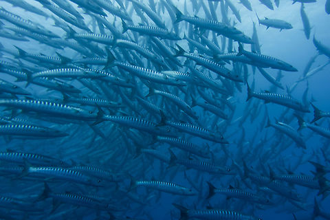 Schooling Chevron Barracuda - Sphyraena qenie Usually when there is no currents, this big school of Chevron Barracuda would swims in circle like a tornado. Barracuda,Blackfin barracuda,Chevron Barracuda,Fish,French Polynesia,Sphyraena qenie,Tahiti