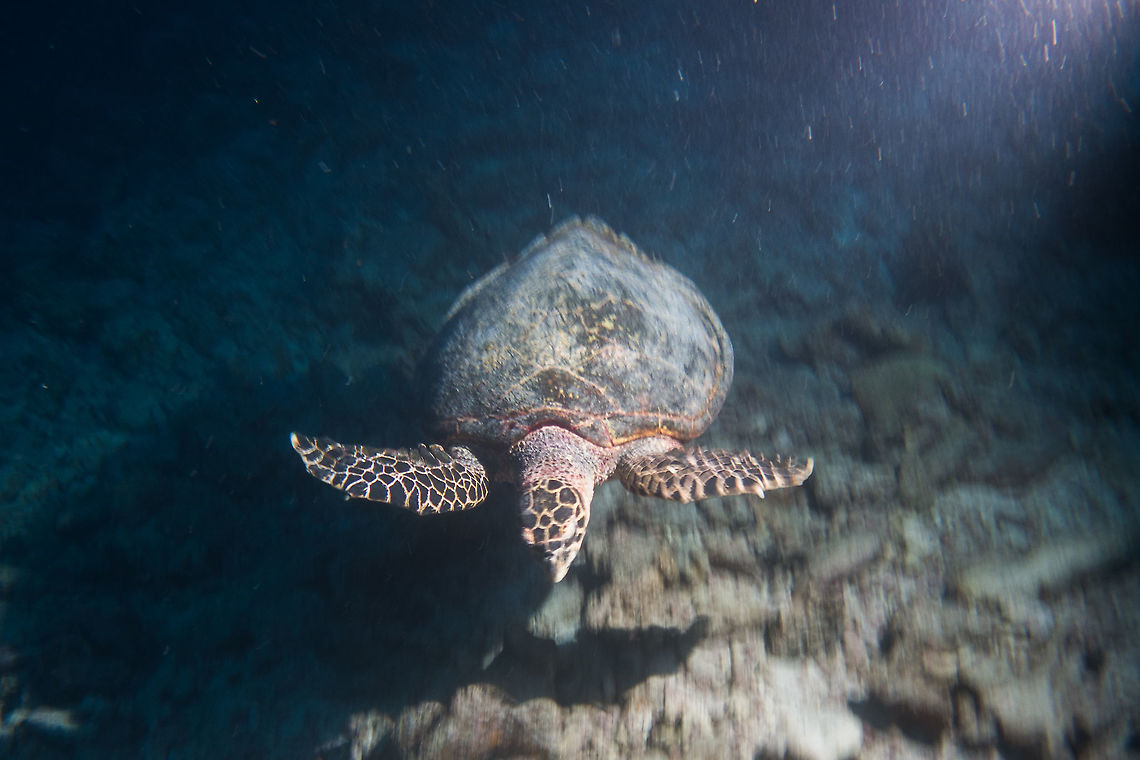 Hawksbill Turtle - Eretmochelys imbricata  Eretmochelys imbricata,French Polynesia,Hawksbill Sea Turtle,Hawksbill Turtle,Tahiti,Turtle