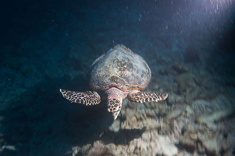 Hawksbill Turtle - Eretmochelys imbricata  Eretmochelys imbricata,French Polynesia,Hawksbill Sea Turtle,Hawksbill Turtle,Tahiti,Turtle