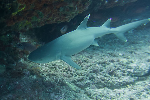 White Tip Reef Shark - Triaenodon obesus  Fish,French Polynesia,Shark,Tahiti,Triaenodon obesus,Whitetip Reef Shark