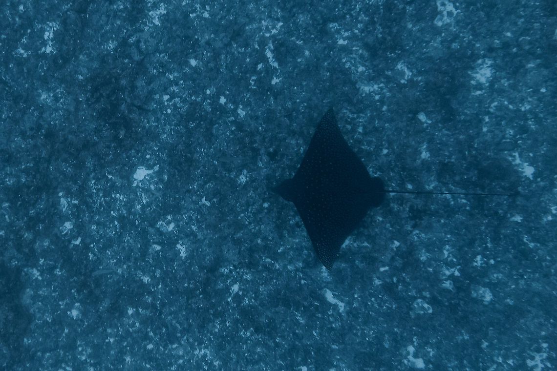 Spotted Eagle Ray - Aetobatus ocellatus  Aetobatus ocellatus,Eagle Ray,Fish,French Polynesia,Ray,Tahiti,White-Spotted Eagle Ray