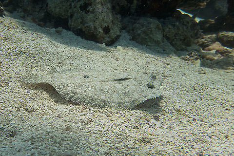 PeacockFlounder - Bothus mancus  Bothus mancus,Fish,Flounder,French Polynesia,Peacock Flounder,Tahiti
