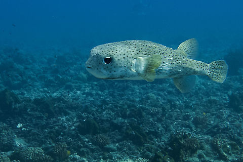 Spotted Porcupinefish - Diodon hystrix  Diodon holocanthus,Diodon hystrix,Fish,French Polynesia,Longspined Porcupinefish,Porcupinefish,Spotted porcupinefish,Tahiti