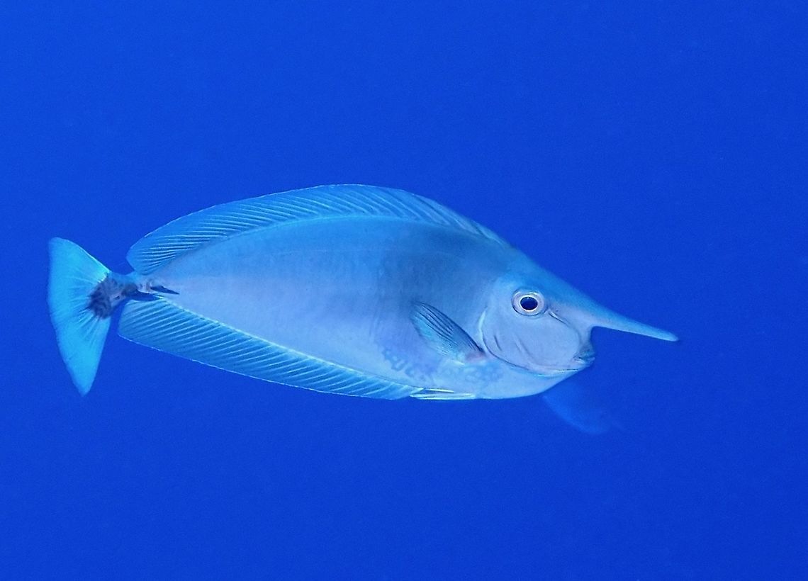 Unicorn Fish - Naso brevirostris  Fish,French Polynesia,Naso brevirostris,Tahiti,Unicorn Fish