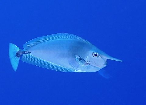Unicorn Fish - Naso brevirostris  Fish,French Polynesia,Naso brevirostris,Tahiti,Unicorn Fish