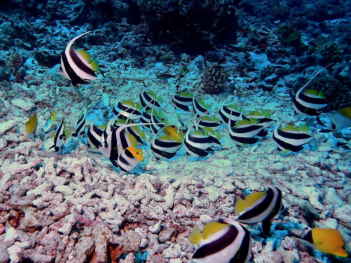 Longfin Bannerfish - Heniochus acuminatus  Bannerfish,Fish,French Polynesia,Heniochus acuminatus,Longfin Bannerfish,Pennant coralfish,Tahiti