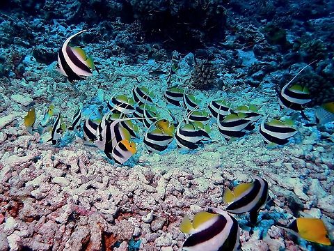 Longfin Bannerfish - Heniochus acuminatus  Bannerfish,Fish,French Polynesia,Heniochus acuminatus,Longfin Bannerfish,Pennant coralfish,Tahiti