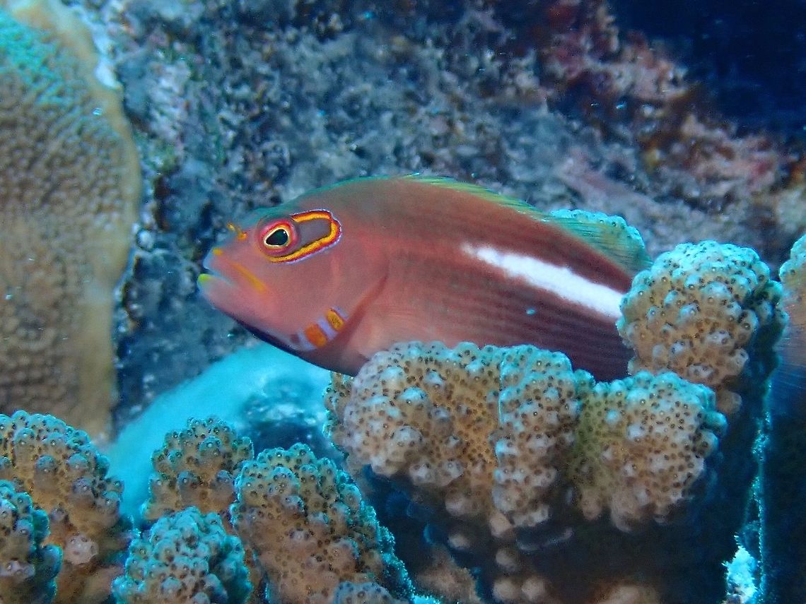 Arc-Eye Hawkfish - Paracirrhites arcatus  Arc-eye hawkfish,Fish,French Polynesia,Hawkfish,Paracirrhites arcatus,Tahiti