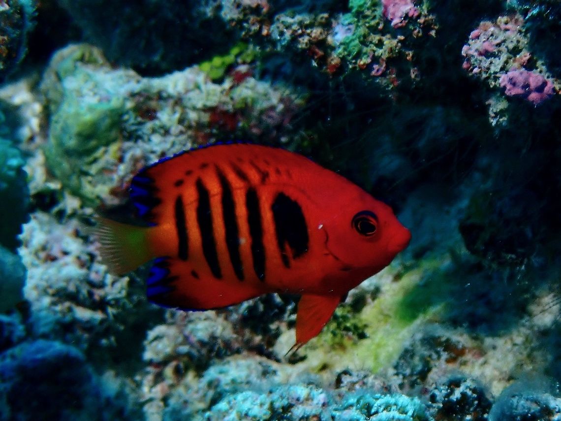 Flame Angelfish - Centropyge loriculus  Angelfish,Centropyge loriculus,Fish,Flame Angelfish,French Polynesia,Tahiti