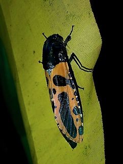 Moth - Chalcidica mineus  Borneo,Brunei,Chalcidica minea,Moth