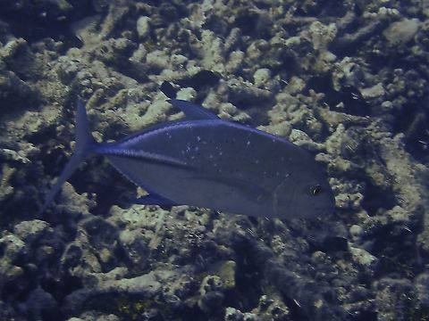 Bluefin Trevally - Caranx melampygus  Bluefin trevally,Caranx melampygus,Fish,French Polynesia,Jacks,Tahiti,Trevally
