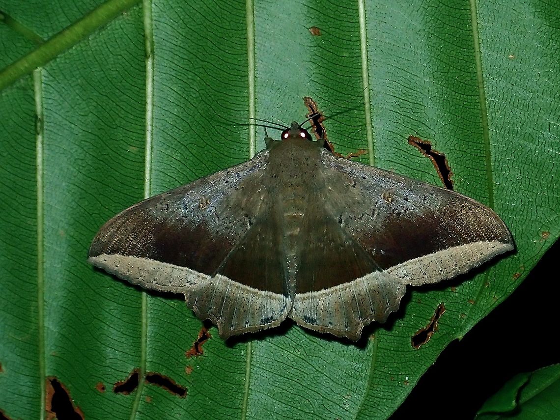 Moth - Hulodes caranea  Borneo,Brunei,Hulodes caranea,Moth
