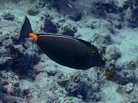 Orange-Spined Unicornfish - Naso lituratus  Fish,French Polynesia,Naso lituratus,Orange-Spined Unicornfish,Tahiti,Unicornfish