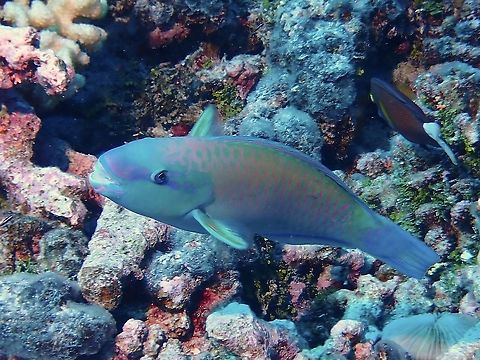 Pacific Blunthead Parrotfish - Chlorurus spilurus  Blunthead Parrotfish,Chlorurus spilurus,Fish,French Polynesia,Pacific Blunthead Parrotfish,Parrotfish,Tahiti