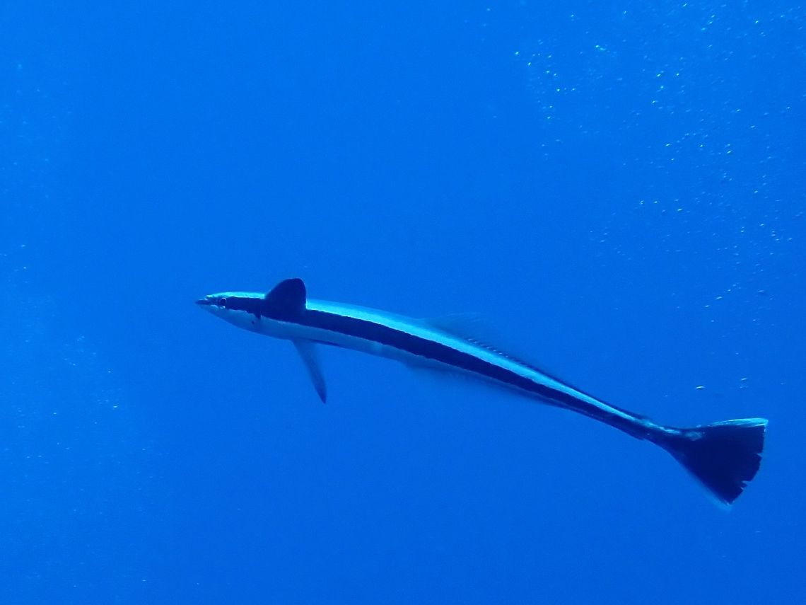 Sharksucker -  Echeneis naucrates  Echeneis naucrates,Fish,French Polynesia,Live sharksucker,Suckerfish,Tahiti