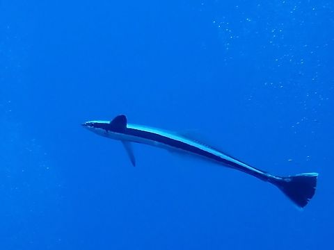 Sharksucker -  Echeneis naucrates  Echeneis naucrates,Fish,French Polynesia,Live sharksucker,Suckerfish,Tahiti