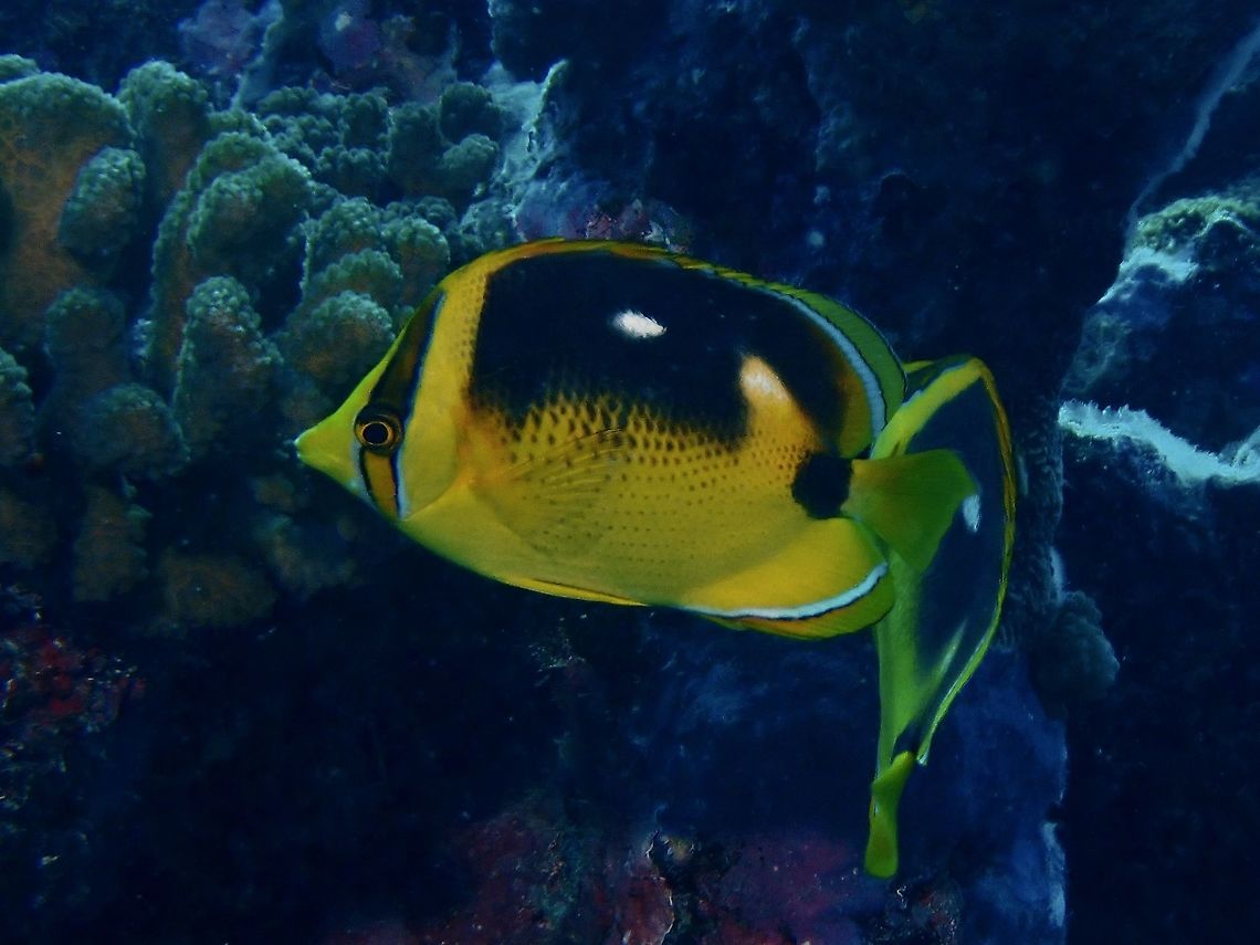 Four-Spotted Butterflyfish - Chaetodon quadrimaculatus  Butterflyfish,Chaetodon quadrimaculatus,Fish,Four-Spotted Butterflyfish,French Polynesia,Tahiti